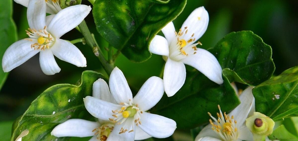 Orange blossom helps remove spider veins